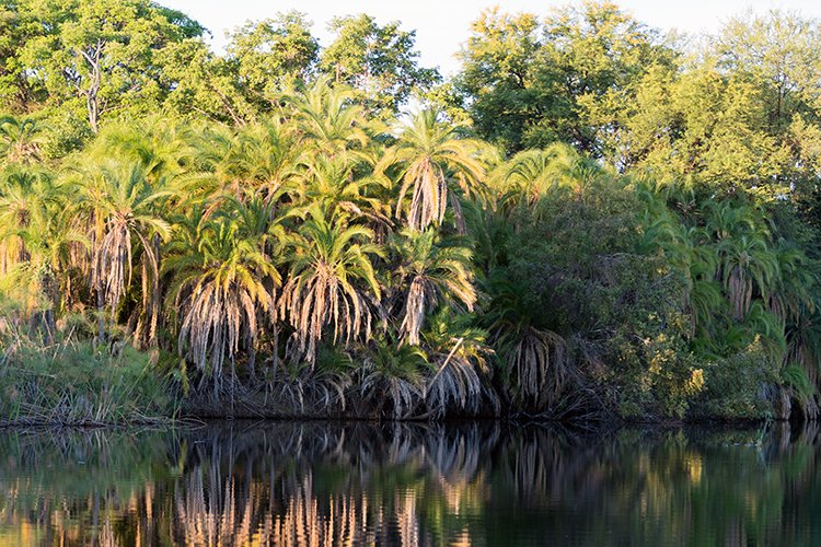 BWA NW OkavangoDelta 2016DEC01 Nguma 052
